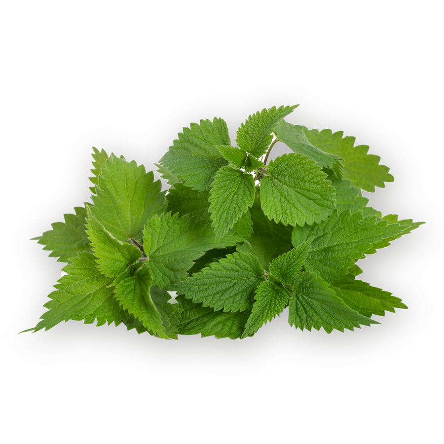 Nettle Leaf