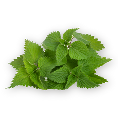 Nettle Leaf